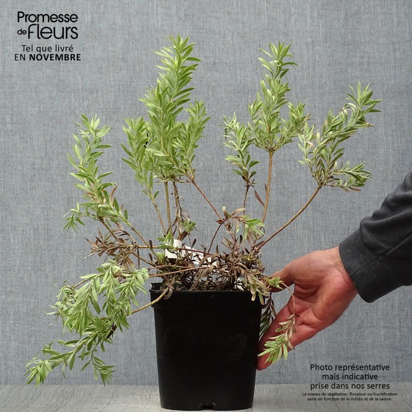 Example of Leucadendron salignum Cheeky Topf mit 3L/4L as you get in automne