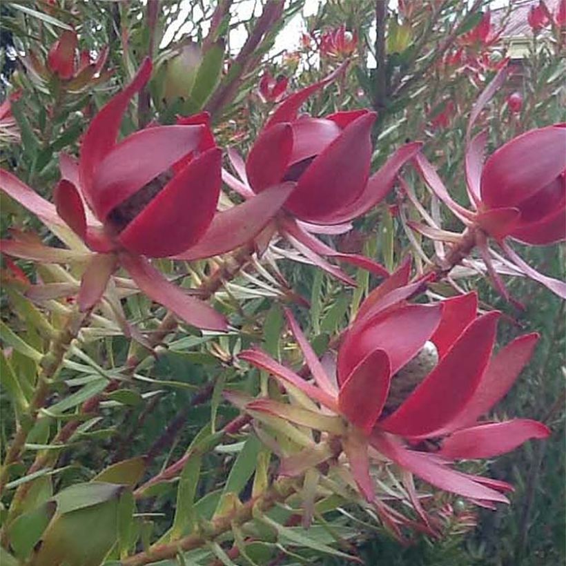 Leucadendron salignum Devil's Blush (Flowering)