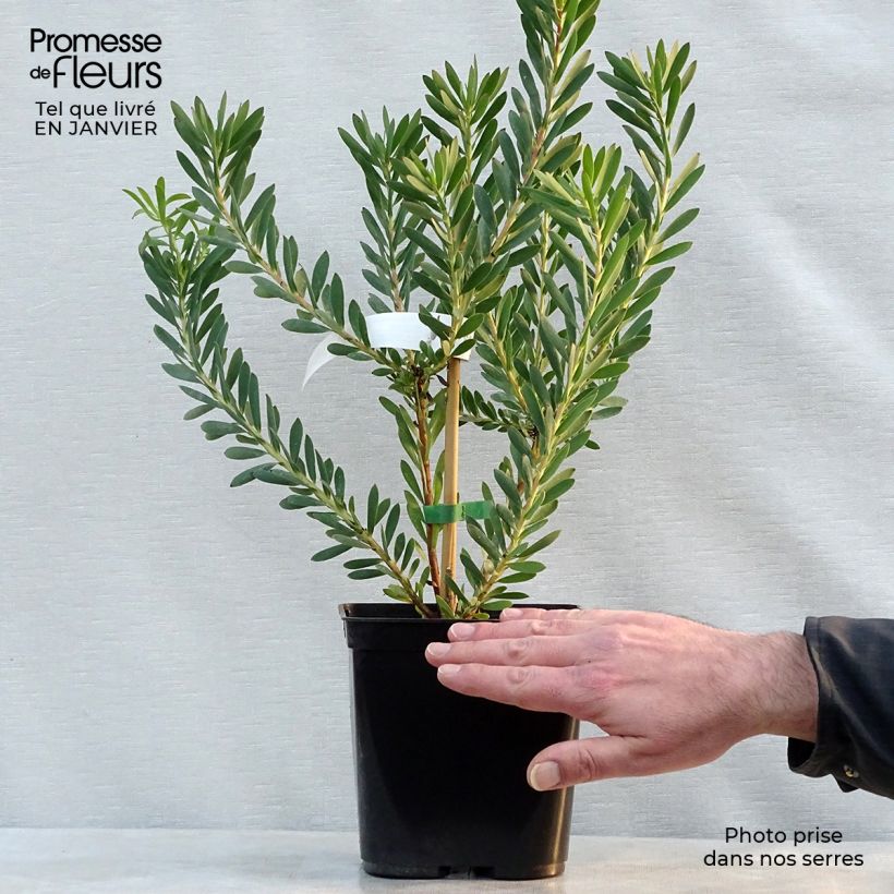 Exemplar von Leucadendron salignum Devil's Blush Topf mit 3L/4L wie im Winter geliefert