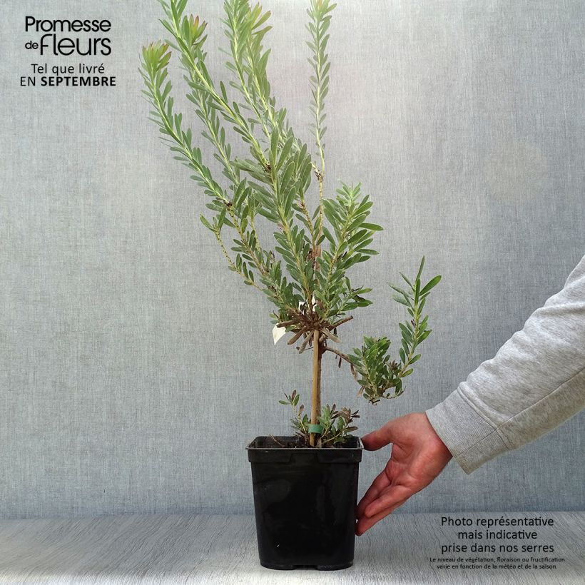 Example of Leucadendron salignum Devil's Blush Topf mit 3L/4L as you get in automne