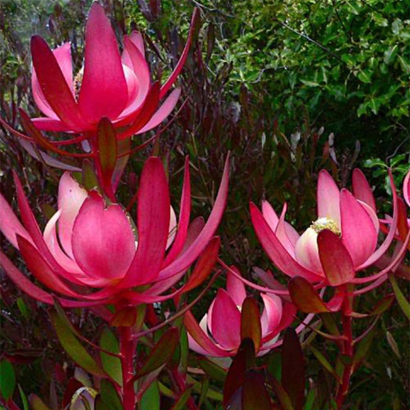 Leucadendron salignum Fireglow (Flowering)