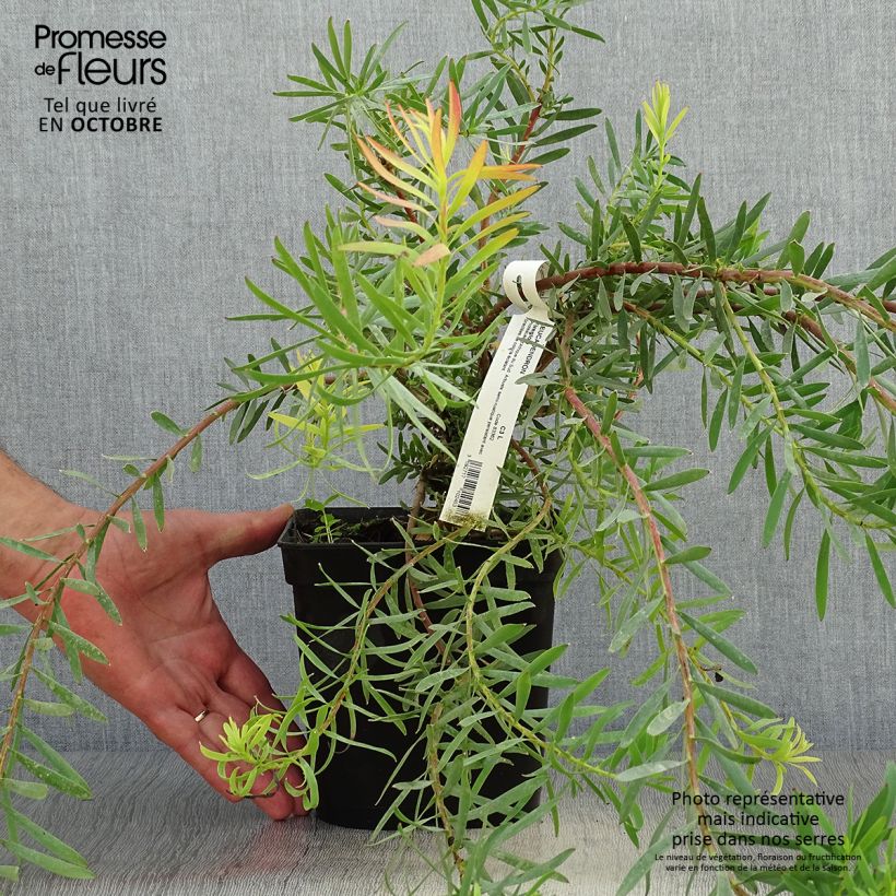 Example of Leucadendron salignum Fireglow Topf mit 3L/4L as you get in automne