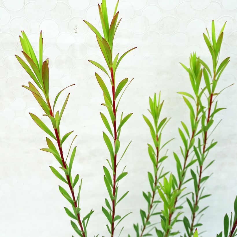 Leucadendron Jack Harre (Foliage)