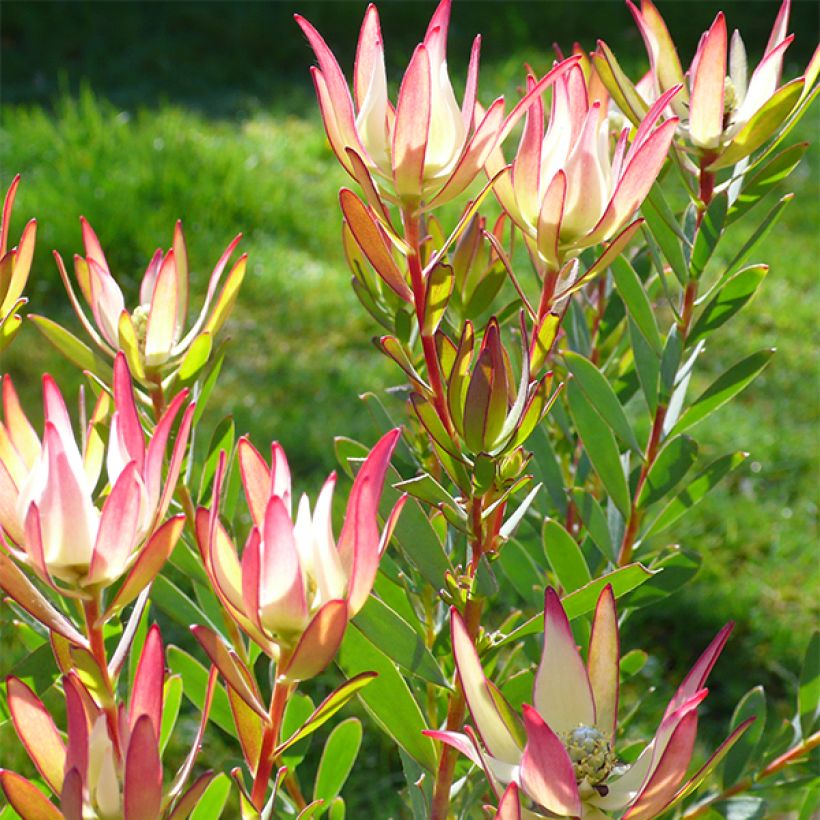 Leucadendron Jack Harre (Flowering)