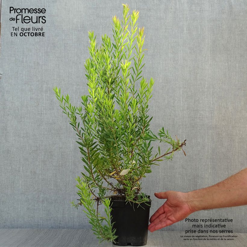 Example of Leucadendron Jack Harre Topf mit 3L/4L as you get in automne
