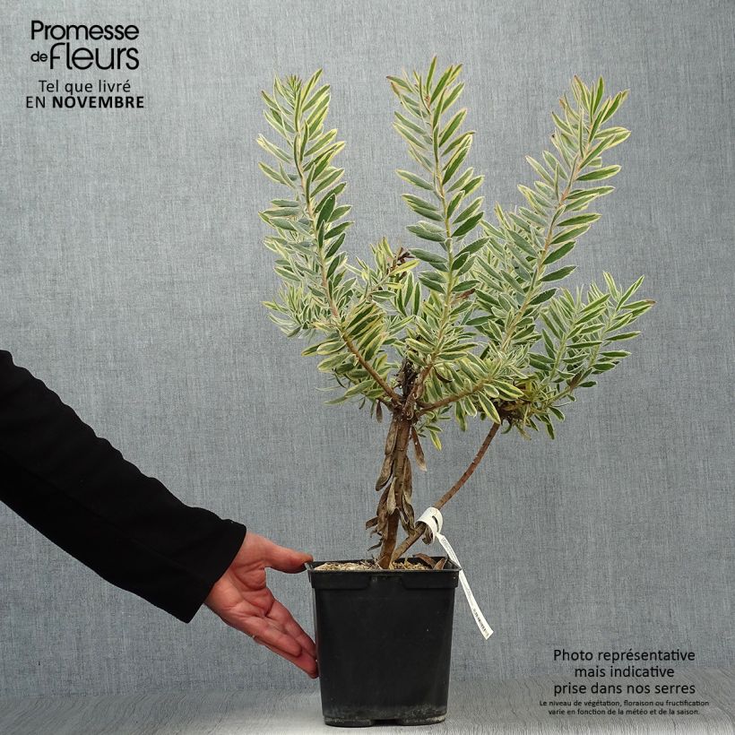 Example of Leucadendron Jester Topf mit 3L/4L as you get in automne