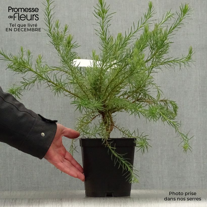 Exemplar von Leucadendron Jubilee Crown Topf mit 3L/4L wie im Winter geliefert