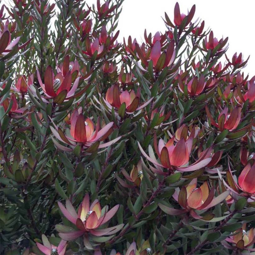 Leucadendron Safari Sunset (Plant habit)