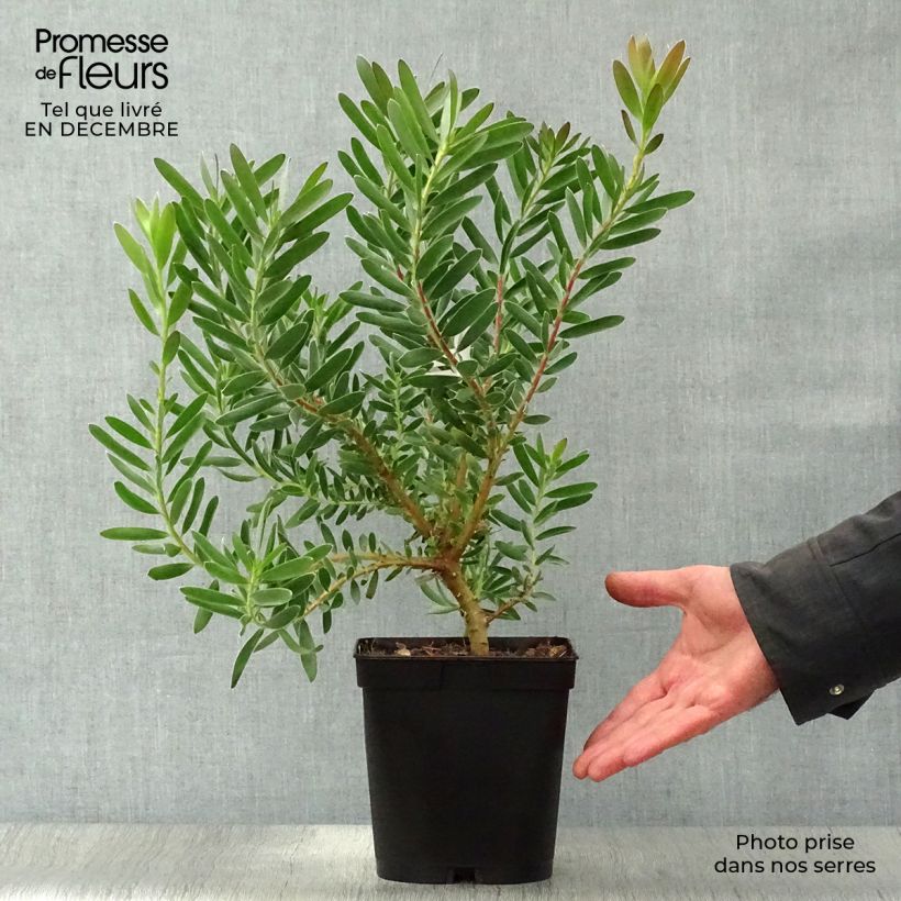 Exemplar von Leucadendron Safari Sunset Topf mit 3L/4L wie im Winter geliefert