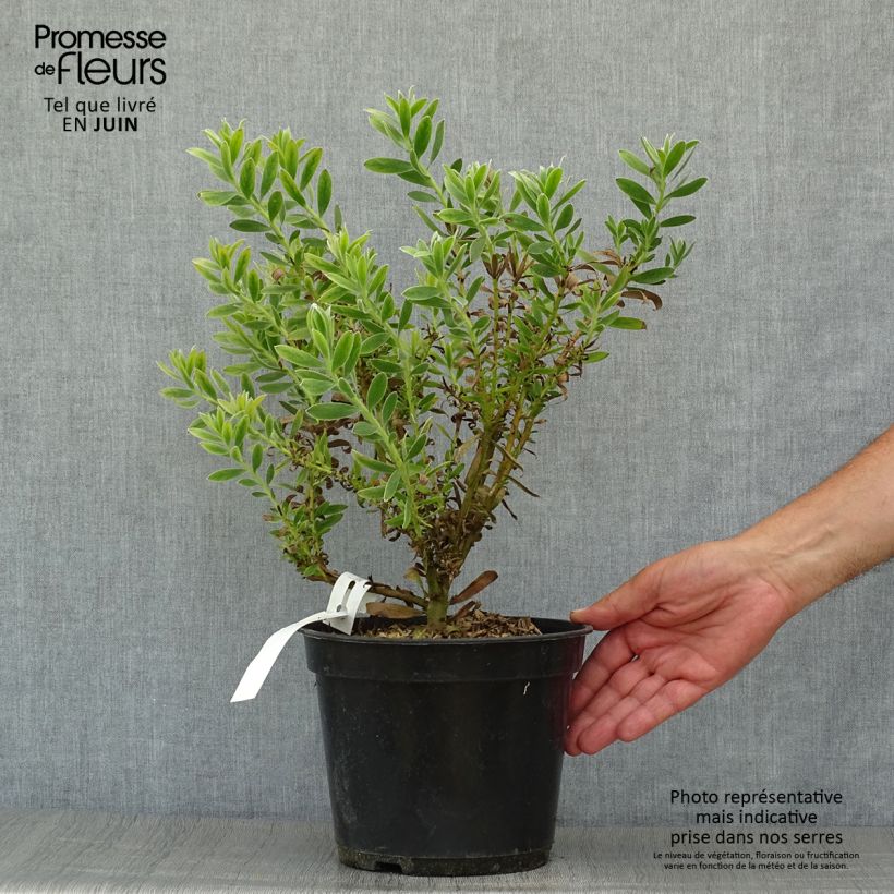 Exemplar von Leucadendron Safari Sunset Topf mit 3L/4L wie im Sommer geliefert