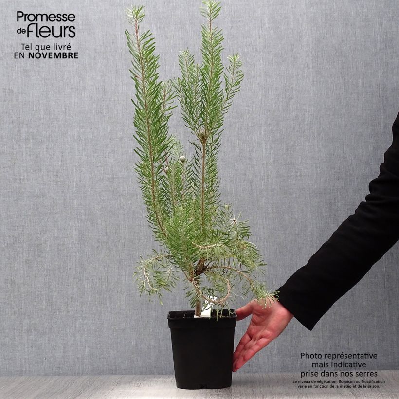 Example of Leucadendron galpinii Carlin Topf mit 3L/4L as you get in automne