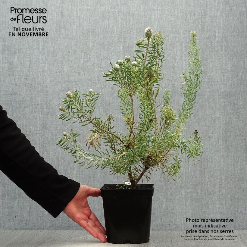 Example of Leucadendron galpinii Purple Haze Topf mit 3L/4L as you get in automne