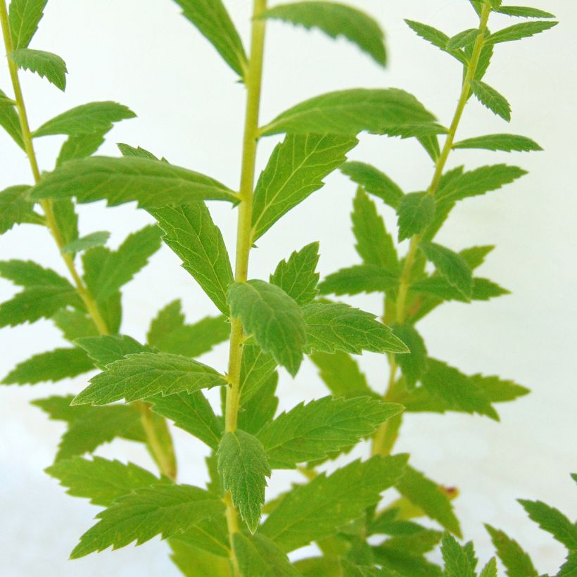 Leucanthemella serotina - Herbstmargerite (Foliage)