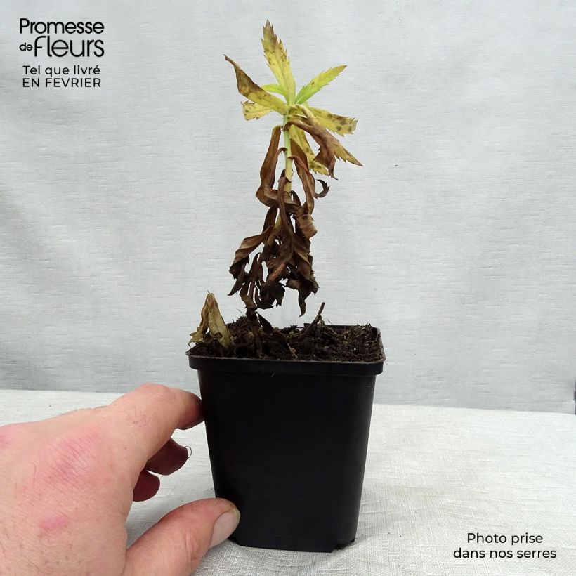 Exemplar von Leucanthemella serotina - Herbstmargerite Kleine Töpfe von 8/9 cm wie im Winter geliefert