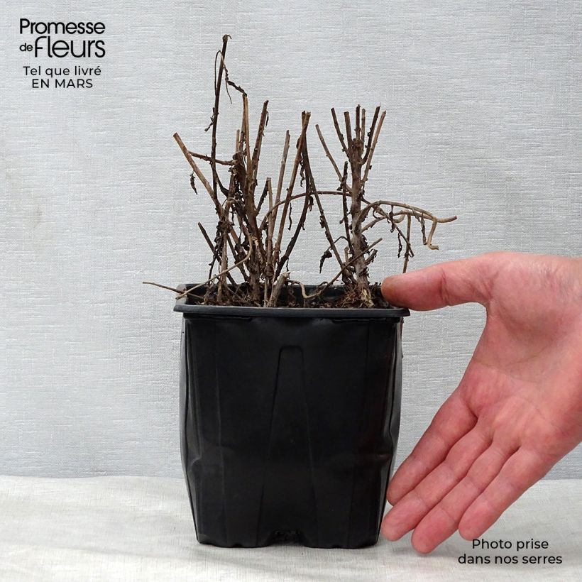 Exemplar von Leucanthemella serotina - Herbstmargerite Topf mit 2L/3L wie im Frühjahr geliefert