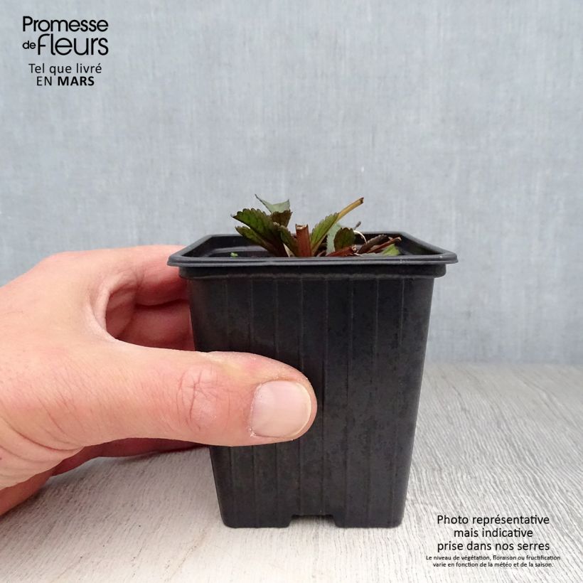 Exemplar von Großblumige Garten-Margerite Aglaia - Leucanthemum Kleine Töpfe von 7/8 cm wie im Frühjahr geliefert