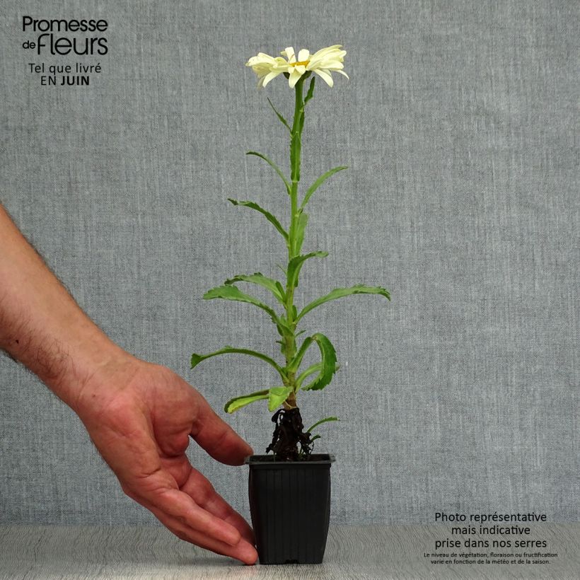 Exemplar von Großblumige Margerite Banana Cream - Leucanthemum Kleine Töpfe von 7/8 cm wie im Sommer geliefert