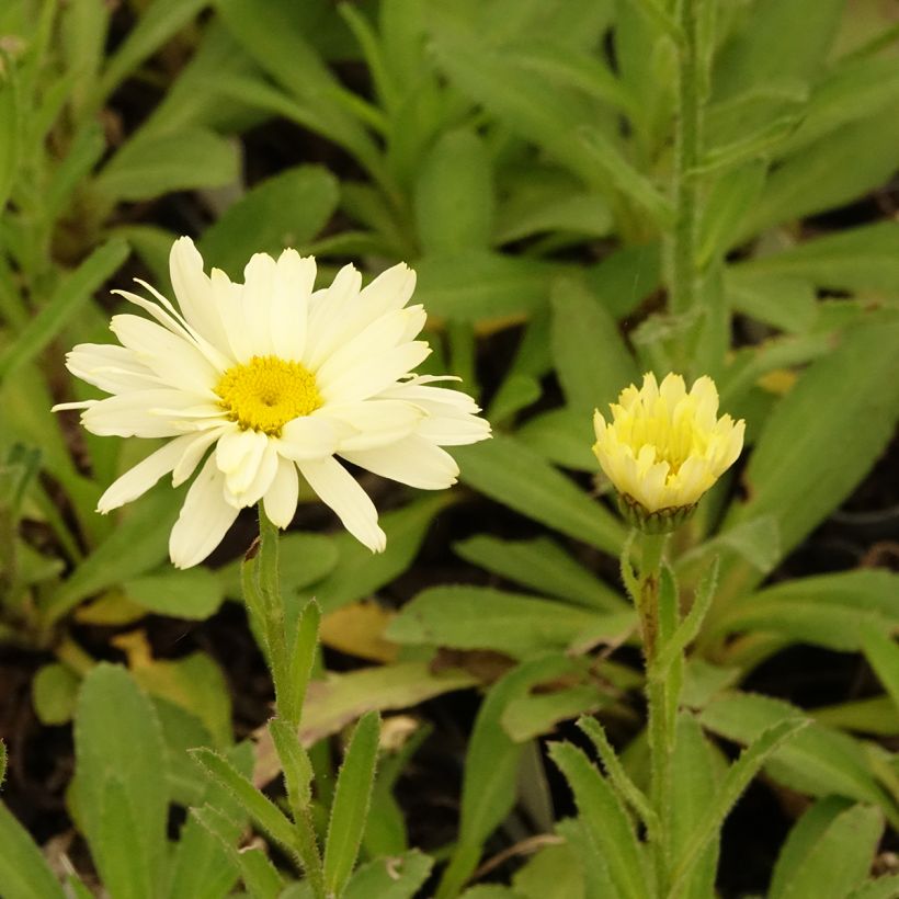 Großblumige Margerite Banana Cream - Leucanthemum (Blüte)