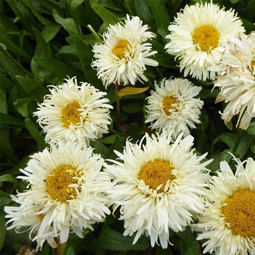 Großblumige Margerite Kings Crown - Leucanthemum (Flowering)