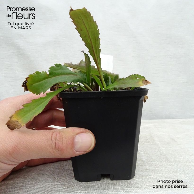 Exemplar von Großblumige Margerite Polaris - Leucanthemum Kleine Töpfe von 8/9 cm wie im Frühjahr geliefert