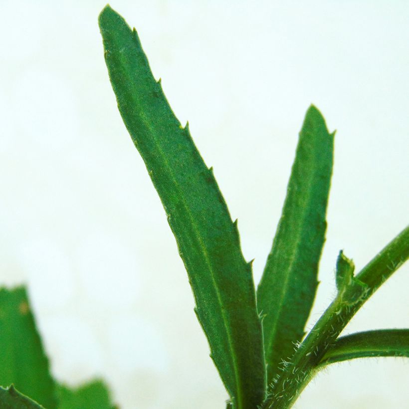 Großblumige Margerite Real Neat - Leucanthemum (Foliage)