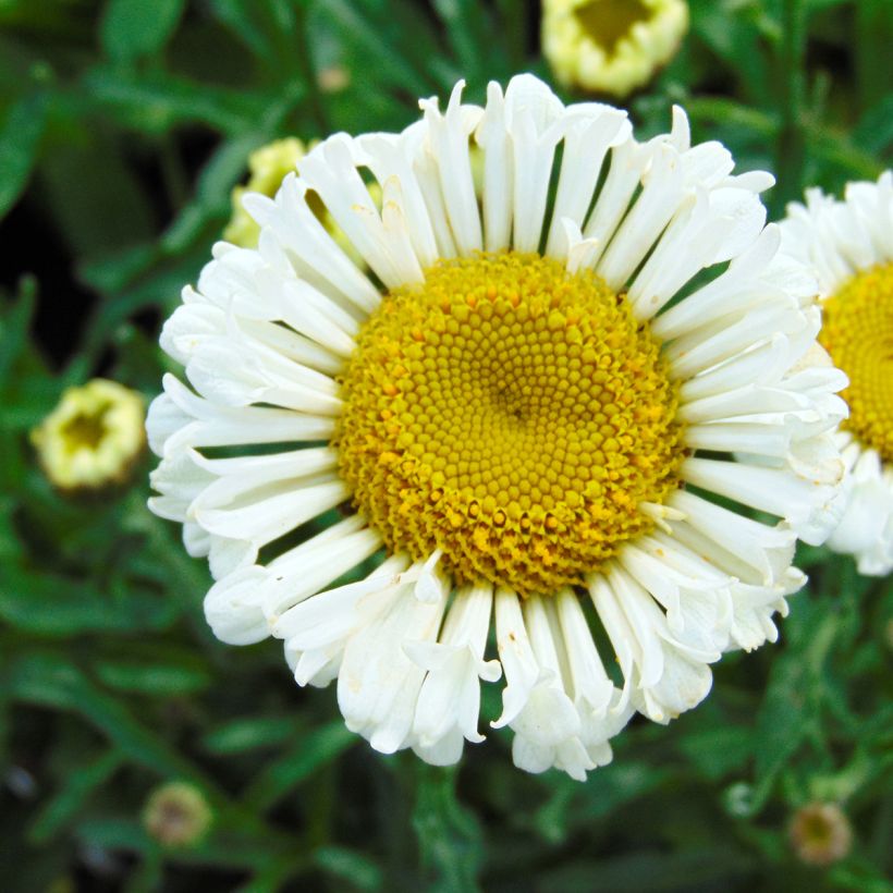 Großblumige Margerite Real Neat - Leucanthemum (Flowering)