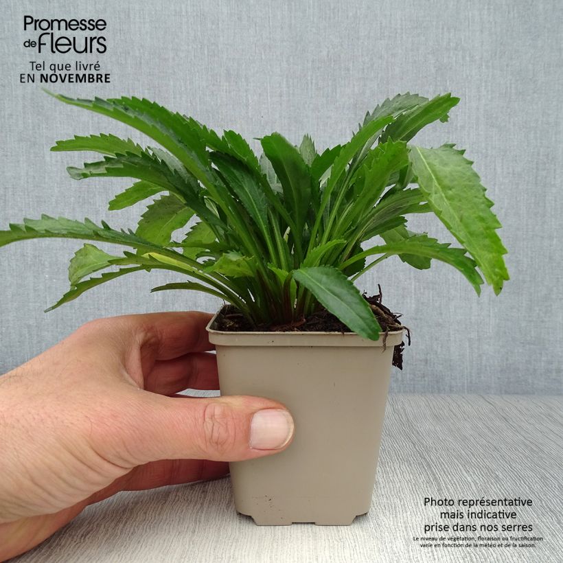 Example of Großblumige Margerite Real Neat - Leucanthemum Kleine Töpfe von 8/9 cm as you get in automne