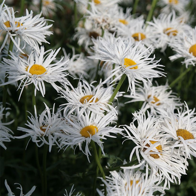 Großblumige Margerite Shapcott Gossamer - Leucanthemum (Flowering)