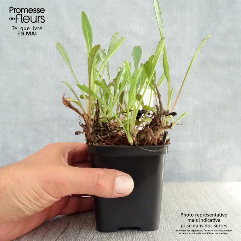 Exemplar von Großblumige Margerite Shapcott Gossamer - Leucanthemum Kleine Töpfe von 8/9 cm wie im Frühjahr geliefert