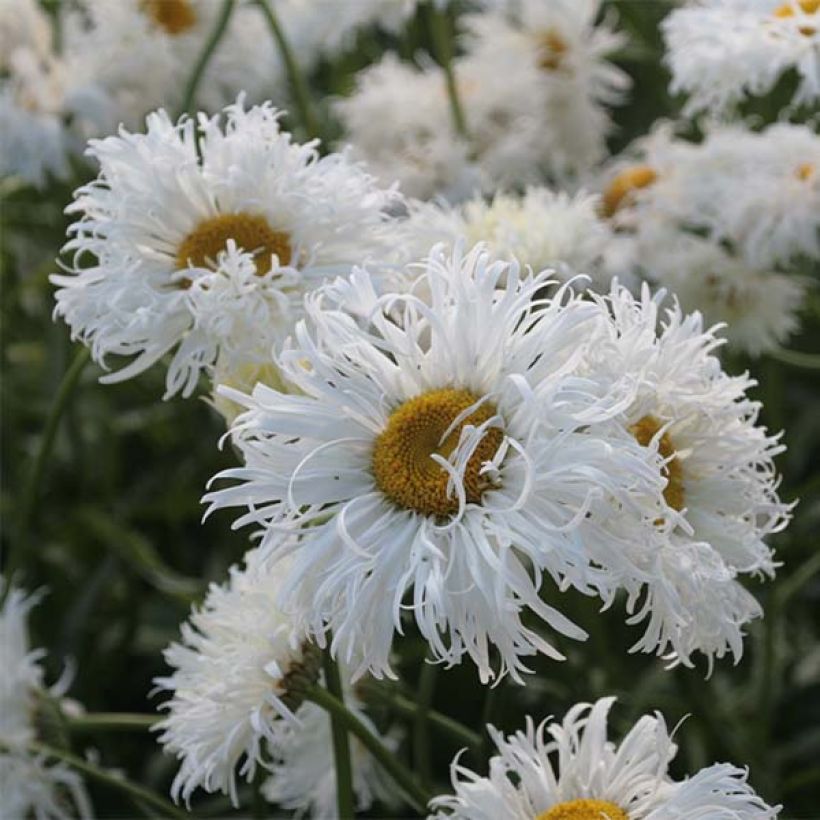 Großblumige Margerite Shapcott Ruffles - Leucanthemum (Flowering)