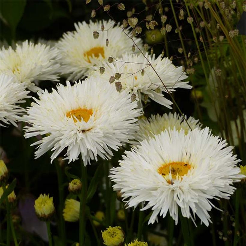Großblumige Margerite Shapcott Summer Clouds - Leucanthemum (Flowering)