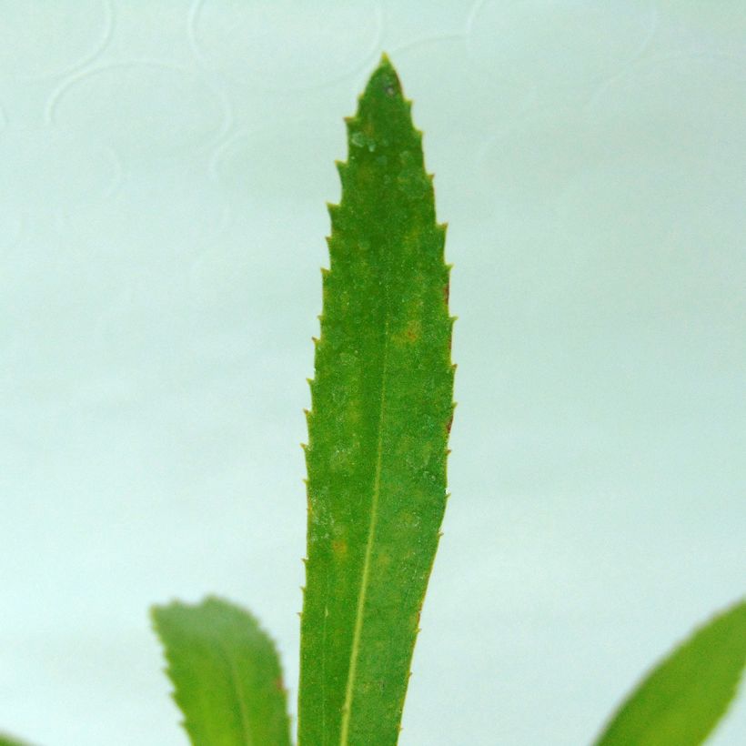 Großblumige Margerite Shapcott Summer Clouds - Leucanthemum (Foliage)