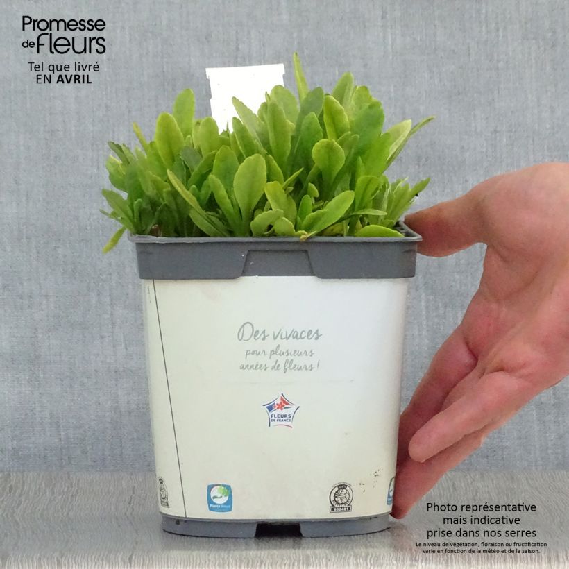 Exemplar von Großblumige Garten-Margerite Snow Lady - Leucanthemum Topf mit 2L/3L wie im Frühjahr geliefert