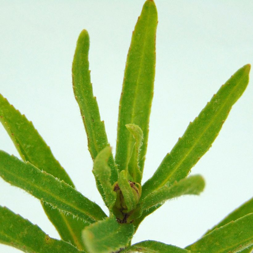 Großblumige Margerite Victorian Secret - Leucanthemum (Foliage)