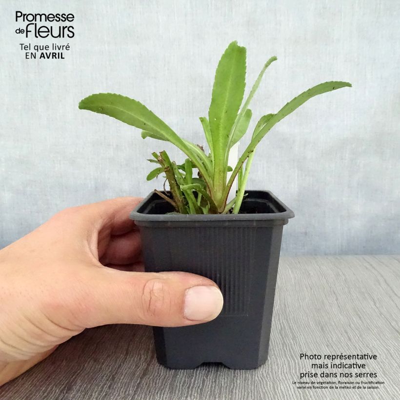 Exemplar von Großblumige Margerite Victorian Secret - Leucanthemum Kleine Töpfe von 8/9 cm wie im Frühjahr geliefert