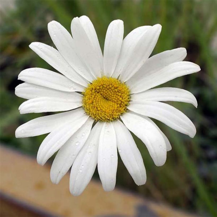 Großblumige Margerite Etoile d'Anvers - Leucanthemum (Flowering)
