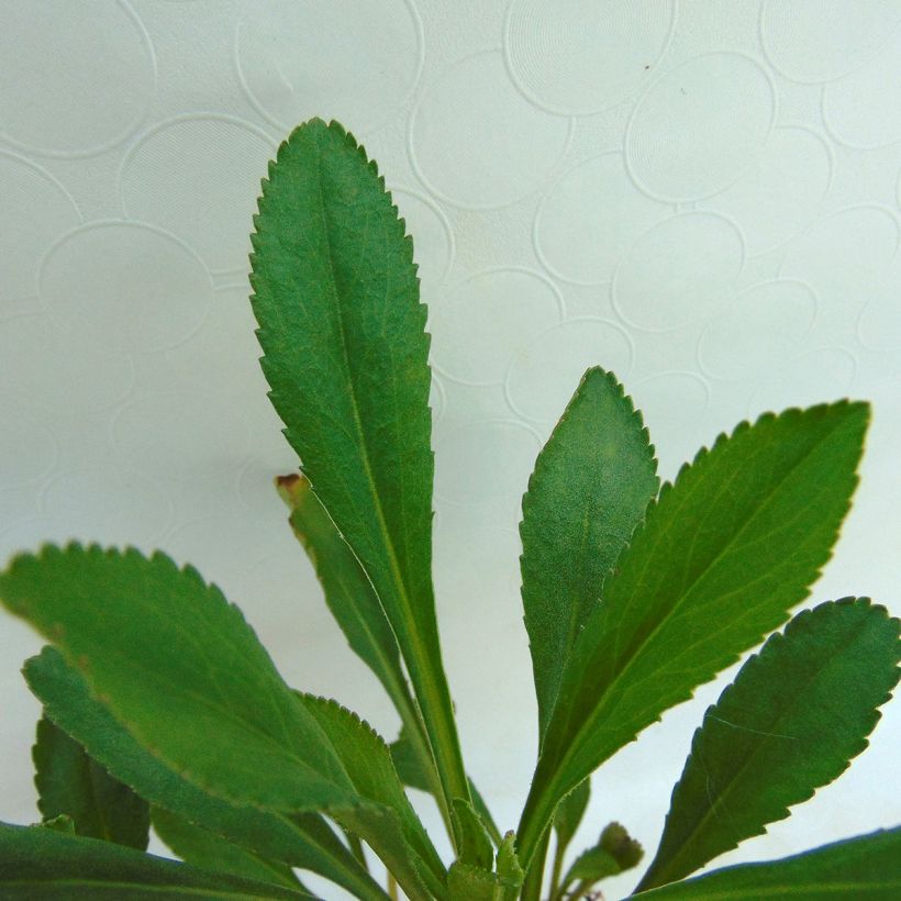 Großblumige Margerite Etoile d'Anvers - Leucanthemum (Foliage)