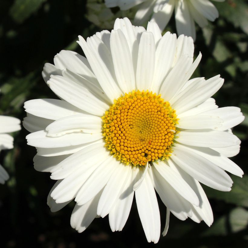 Großblumige Margerite Alaska - Leucanthemum (Flowering)
