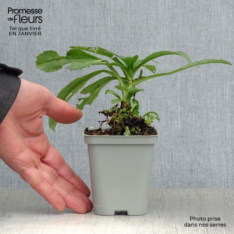 Exemplar von Großblumige Margerite Becky - Leucanthemum Kleine Töpfe von 8/9 cm wie im Winter geliefert