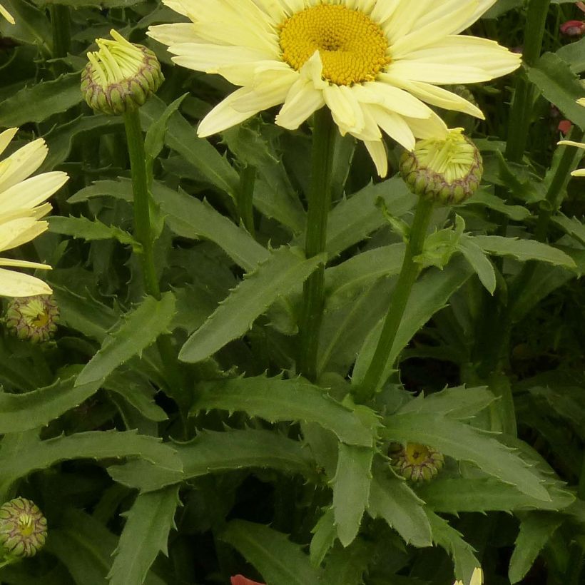 Großblumige Margerite Broadway lights - Leucanthemum (Foliage)