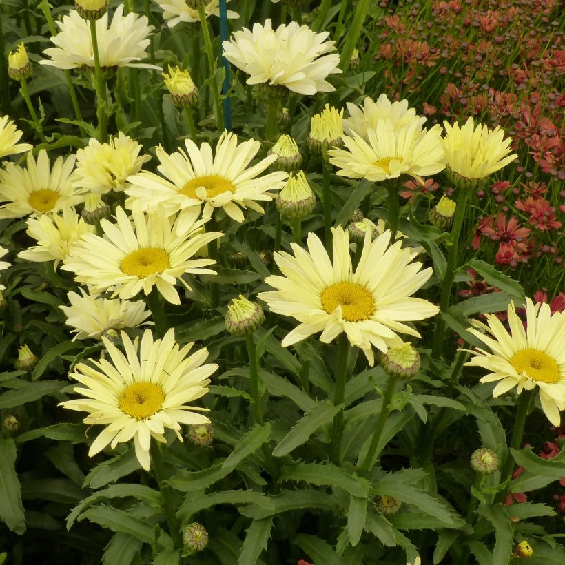 Großblumige Margerite Broadway lights - Leucanthemum (Plant habit)