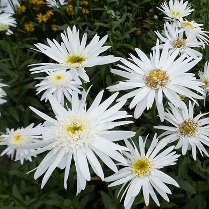 Großblumige Margerite Christine Hagemann - Leucanthemum (Flowering)
