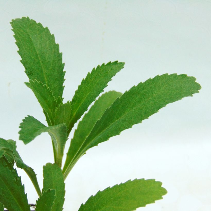 Großblumige Margerite Christine Hagemann - Leucanthemum (Foliage)