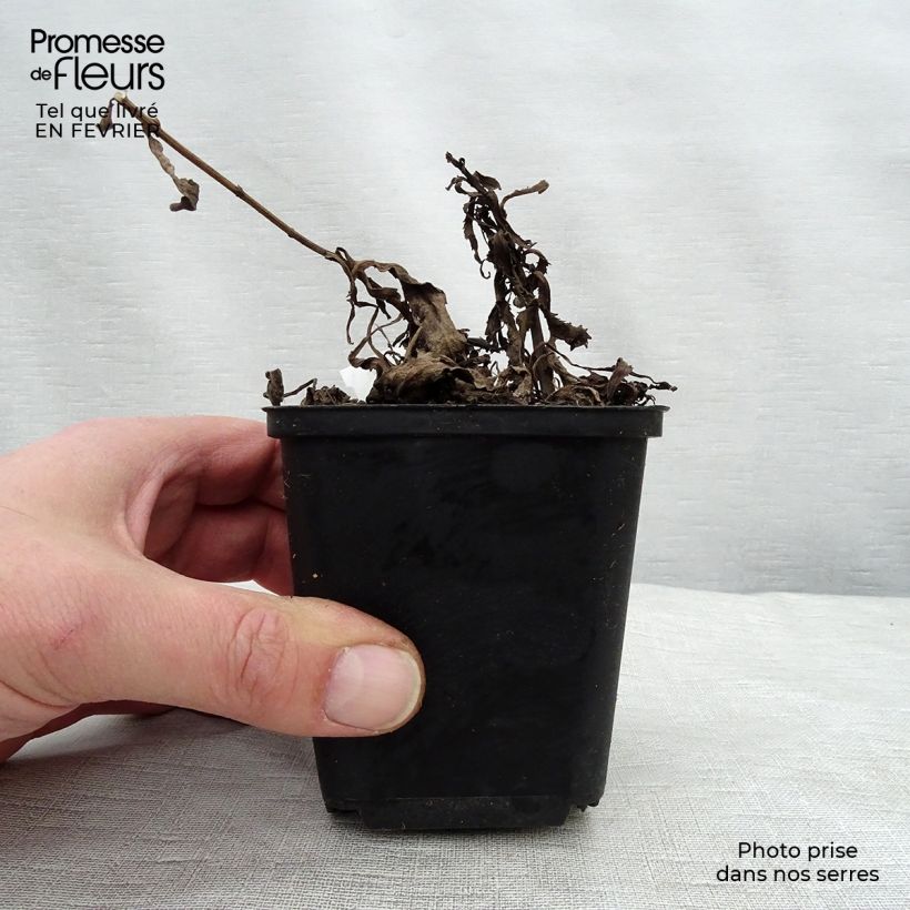 Exemplar von Großblumige Margerite Christine Hagemann - Leucanthemum Kleine Töpfe von 8/9 cm wie im Winter geliefert