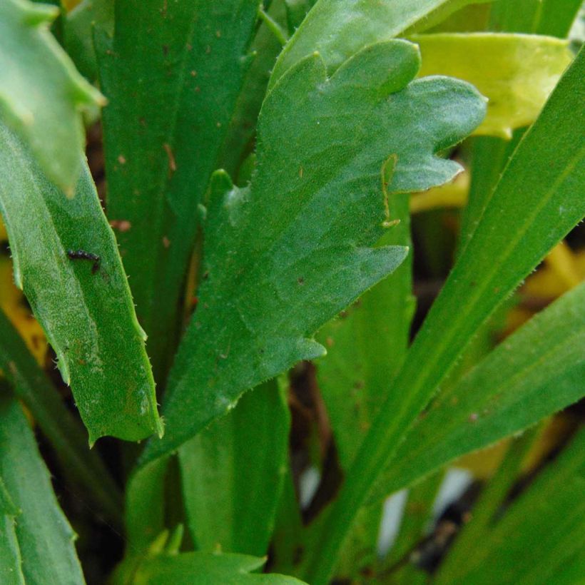 Großblumige Margerite Engelina - Leucanthemum (Foliage)