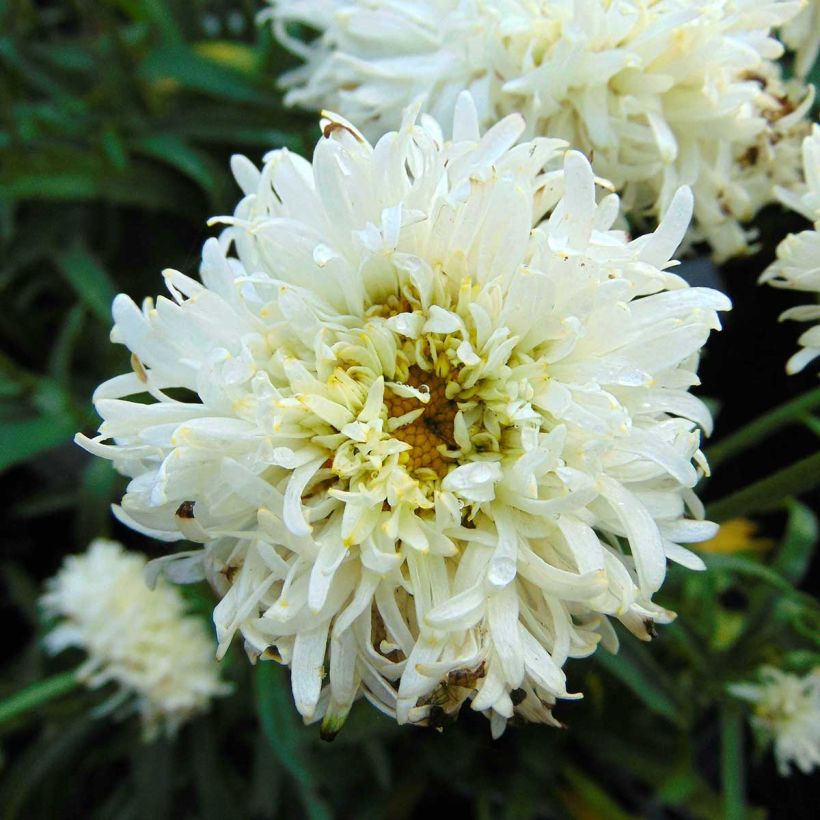 Großblumige Margerite Engelina - Leucanthemum (Flowering)
