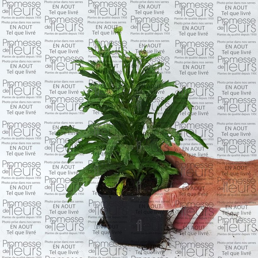 Example of Großblumige Margerite Engelina - Leucanthemum Kleine Töpfe von 8/9 cm as you get