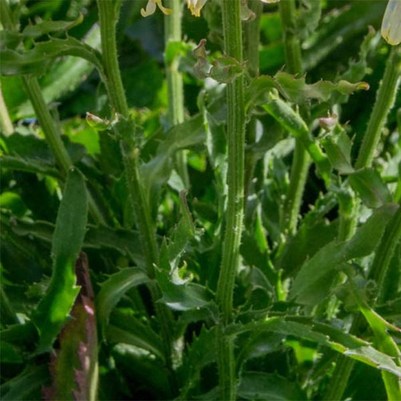 Großblumige Margerite Goldfinch - Leucanthemum (Foliage)