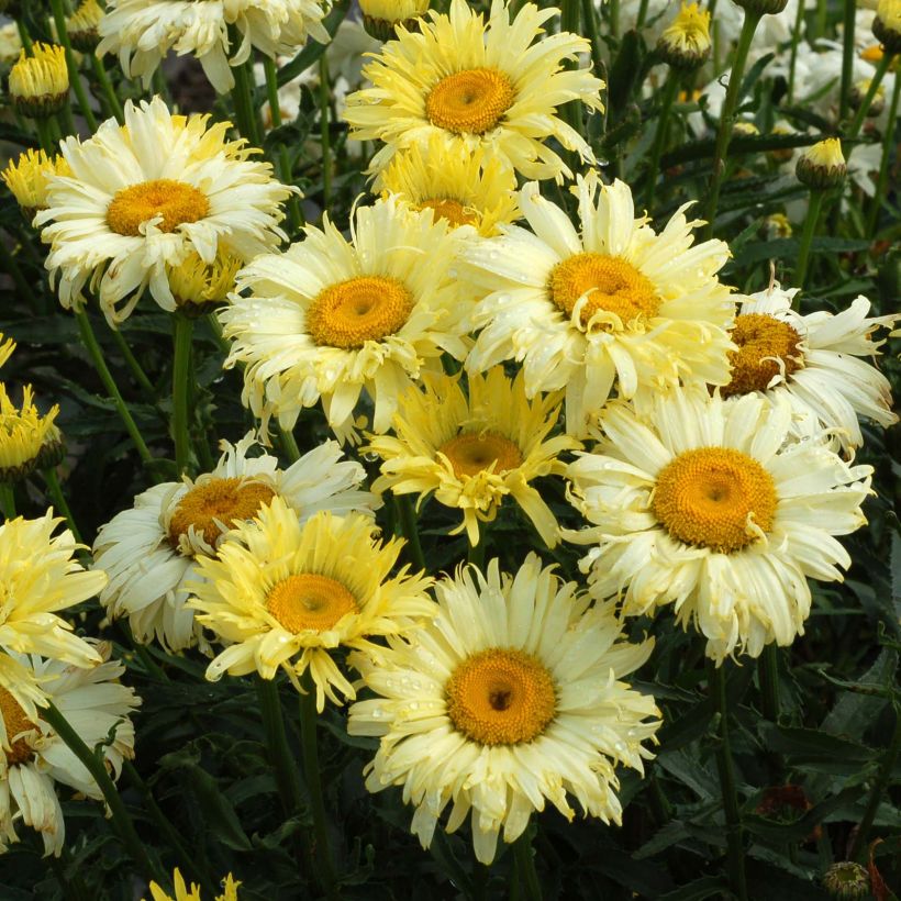 Großblumige Margerite Goldfinch - Leucanthemum (Flowering)