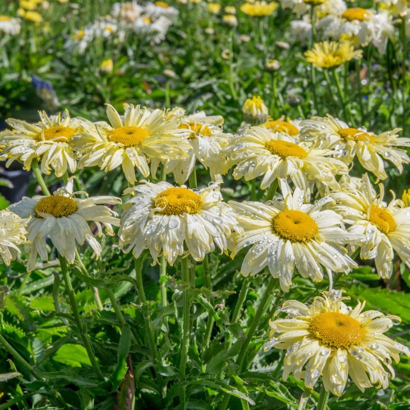 Großblumige Margerite Goldfinch - Leucanthemum (Plant habit)